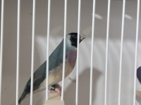 Mavi Gökkuşağı İspinozu Takım