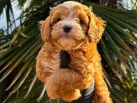Show Class Kore Maltipoo 