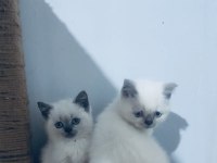 Blue point british shorthair yavrularımız yuvasını arıyor