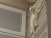 British Shorthair Erkek kedime eş arıyorum