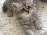 Silver Tabby longhair dişi kedimiz