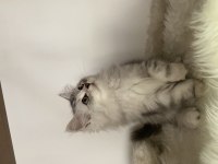 Özel ayı surat british longhair yavrularım safkan orjinal