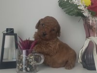 Toy poodle bebekler