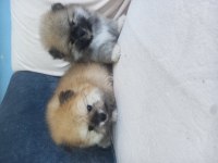 Teacup kar beyaz pomeranian yeni yavrular