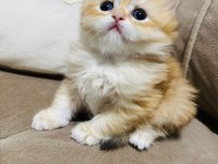 Anne baba şecereli çok kaliteli british longhair
