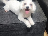 1 Yaşında Dişi Köpeğimiz