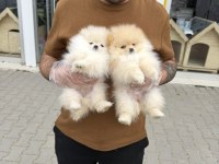 MALTİPO YAVRULAR TOY POODLE YAVRULAR ANKARA MAĞAZAMIZDA