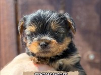 Teacup Yorki Gold