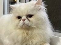 Çiftleştirme persian