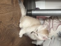 OCEAN blue prenses british shorthair