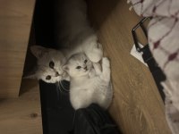 British shorthair