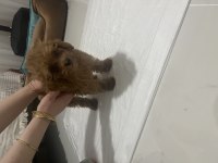 Acil poodle köpeğimiz
