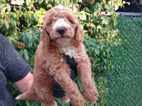 IRK VE SAĞLIK GARANTİLİ POODLE BEBEKLERİMİZ