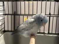 Dişi Pied Forpus Papağanı