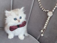 Silver british longhair erkek