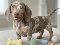 Göz Kamaştıran Güzellikte İsabel Merle Dachshund Yavru