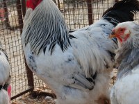 LİGHT BLUE BRAHMA KULUÇKALIK YUMURTA & CİVCİV