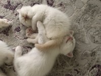 İran chinchilla yavrular