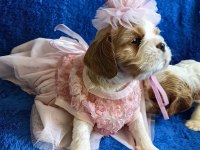 Prenses ve prens safkan cavalier king charles yavrular