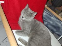 6-7 AYLIK BRITISH SHORTHAIR DİŞİ YUVASINI ARIYOR