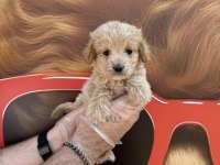 IRK GARANTİLİ MALTİPOO YAVRULARIMIZ