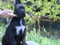 Fcı-Kıf Secereli Federasyon Kayıtlı Cane Corso