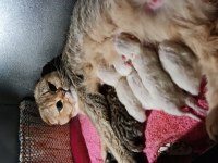 Sfs NY 25 scottish fold