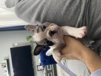 İzmir kaliteli french bulldog yavrular