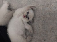 British shorthair yavrular gönderim mevcut