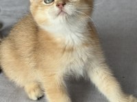 Ny11 Safkan British Shorthair Golden Bebek