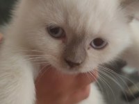 Scottish fold colorpoint