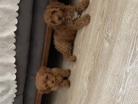 Toy Poodle Yavruları