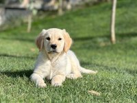Golden Retriever Yavruları Çiftlikten