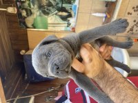Blue cane corso yavrularım