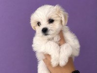 Maltese Terrier Yavrular