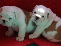 SEVİMLİ TOMBİŞ KÖPEKLER