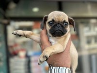 HAMBURGER SURAT PUG MOPS YAVRULARIMIZ