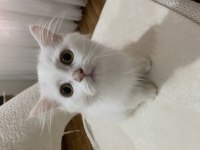 Türk Angorası (Ankara Kedisi)