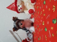 4 aylık biewer yorkshire terrier