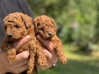 Kore poodle bebekler