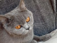 Ücretsiz Sahiplendirme British Shorthair Kedisi