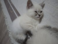 British shorthair kedisi