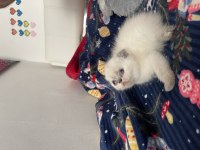 2 Aylık Safkan Scottish Fold Bebekler