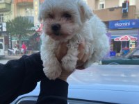 Safkan dişi ve erkek köpekler mevcut