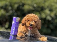 F1 maltipoo yavrumuz