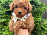Kore toy poodle bebeklerimiz ırk garantili