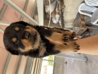 BURSA YAVRU ROTTWEİLER KÖPEKLERİMİZ