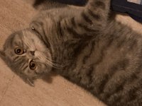 Kızımızı çiftleştirmek istiyoruz scottish fold