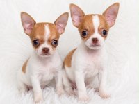WC eğitimli mini boy chihuahua