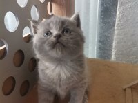 Bayram şekeri tadında gri dişi yavru british shorthair